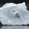Trilobites Bolaspidella housensis