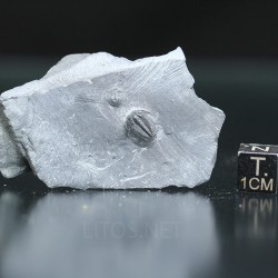 Trilobites Bolaspidella housensis