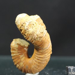 Heteromorfo Nostoceras malagasyense