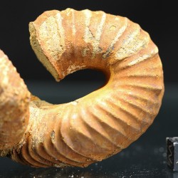 Heteromorfo Nostoceras malagasyense