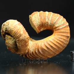 Heteromorfo Nostoceras malagasyense