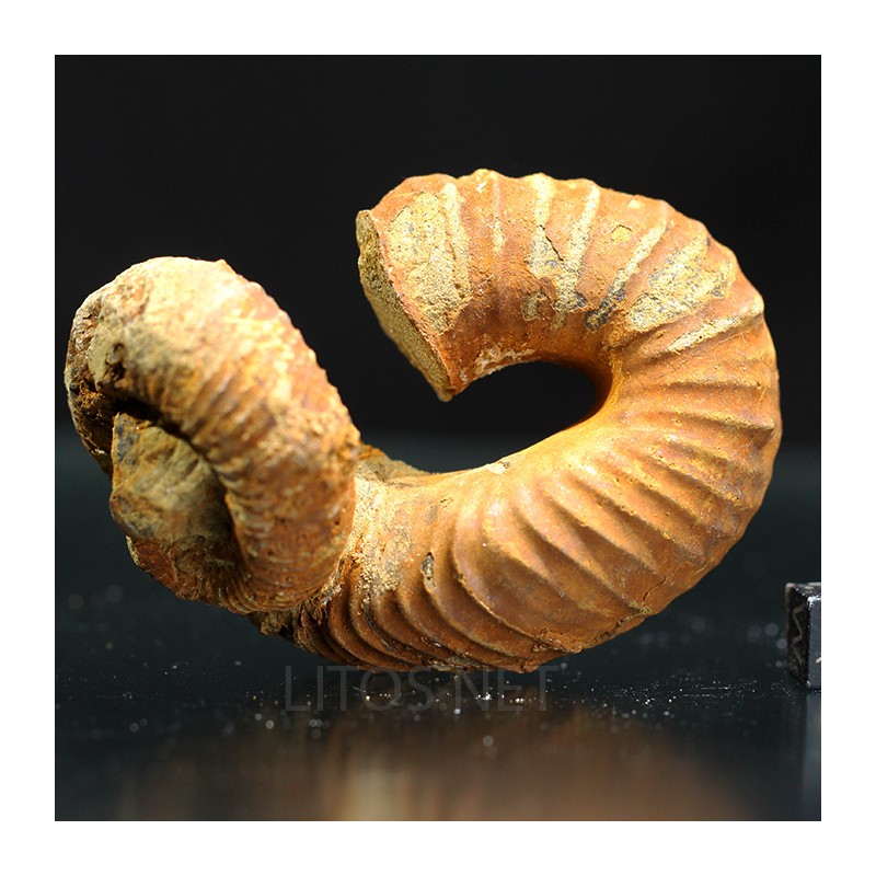 Heteromorfo Nostoceras malagasyense