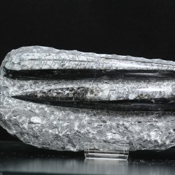 Orthoceras michelinoceras s.p. fosil