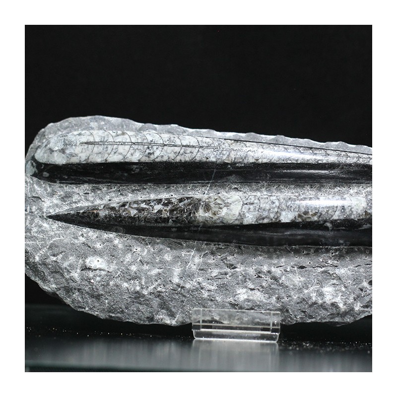 Orthoceras michelinoceras s.p. fosil