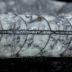 Orthoceras michelinoceras s.p. fosil