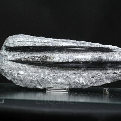 Orthoceras michelinoceras s.p. fosil