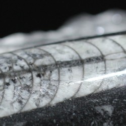 Orthoceras michelinoceras s.p. fosil