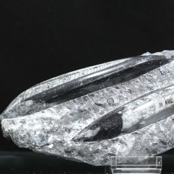 Orthoceras michelinoceras s.p. fosil