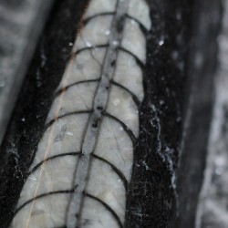 Orthoceras michelinoceras s.p. fosil