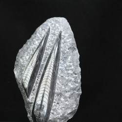 Orthoceras michelinoceras s.p. fosil