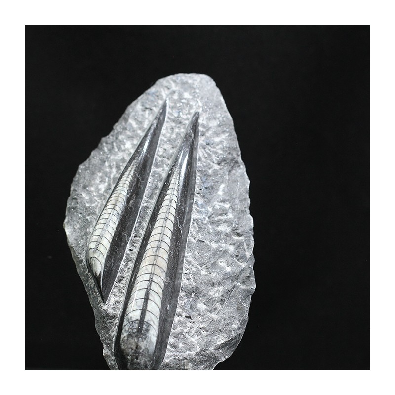 Orthoceras michelinoceras s.p. fosil