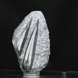 Orthoceras michelinoceras s.p. fosil