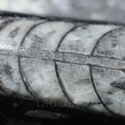 Orthoceras michelinoceras s.p. fosil