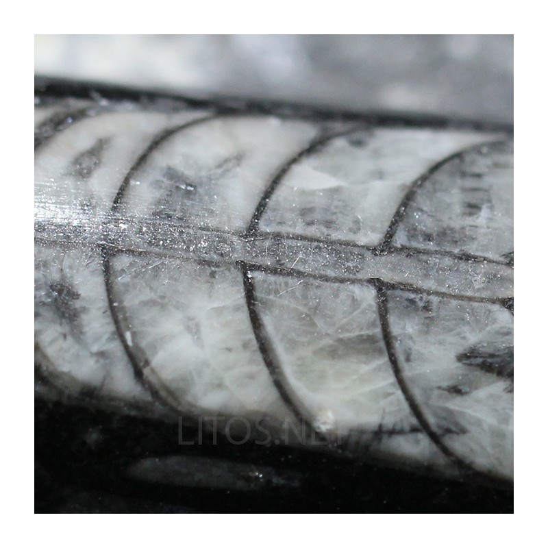 Orthoceras michelinoceras s.p. fosil