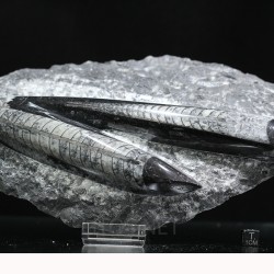 Orthoceras michelinoceras s.p. fosil