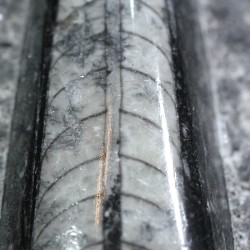 Orthoceras michelinoceras s.p. fosil