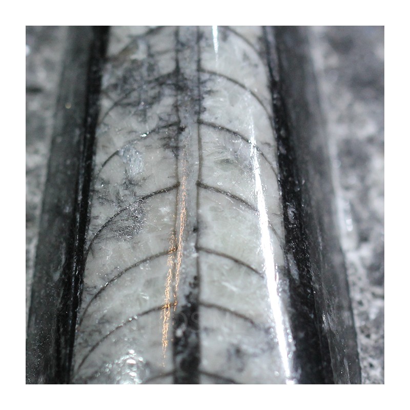 Orthoceras michelinoceras s.p. fosil