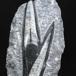 Orthoceras michelinoceras s.p. fosil