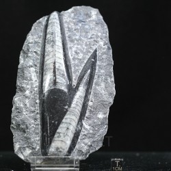 Orthoceras michelinoceras s.p. fosil