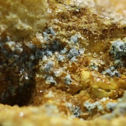 Bottinoita + Polidimita