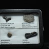 Colección de meteoritos y tectita