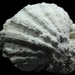 Gigantopecten latissimus