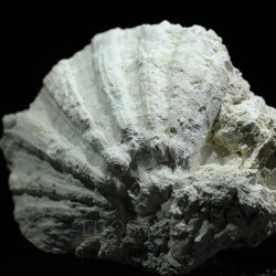 Gigantopecten latissimus