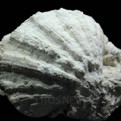 Gigantopecten latissimus