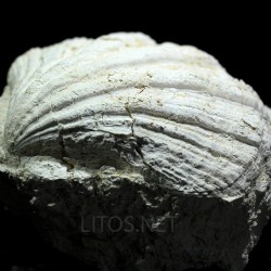 Gigantopecten latissimus