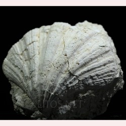 Gigantopecten latissimus