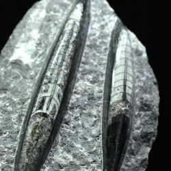 Orthoceras michelinoceras s.p. fosil