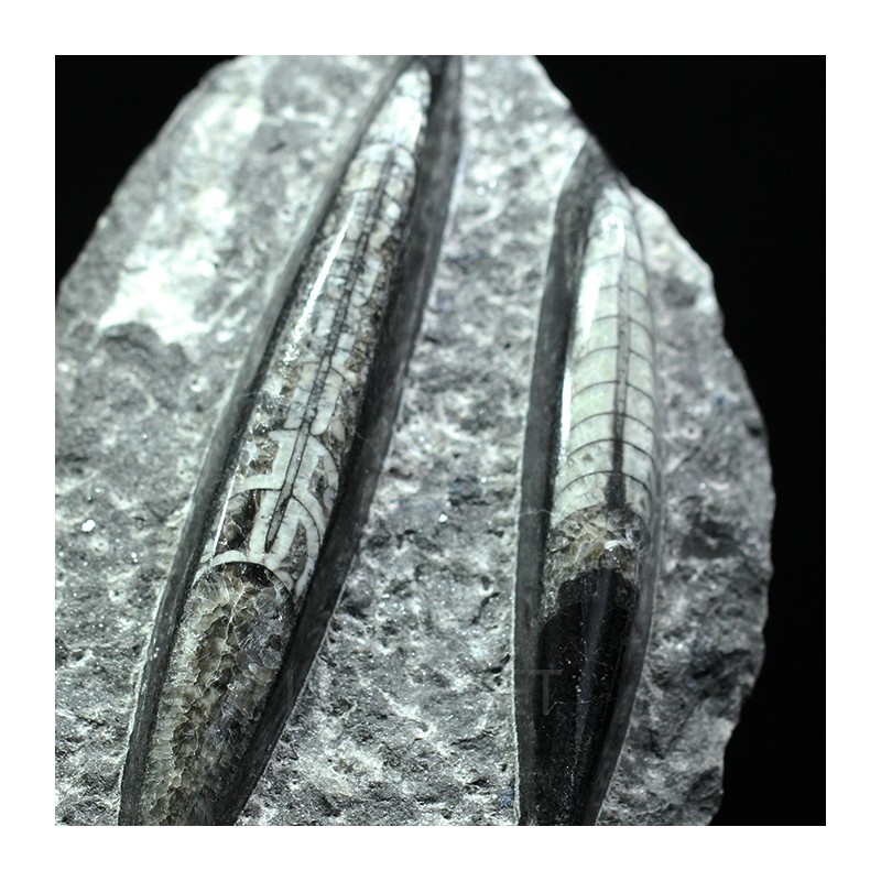 Orthoceras michelinoceras s.p. fosil