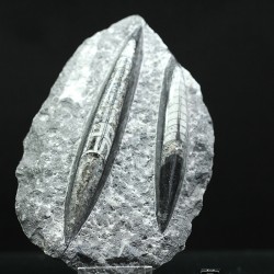 Orthoceras michelinoceras s.p. fosil