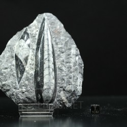 Orthoceras michelinoceras s.p. fosil