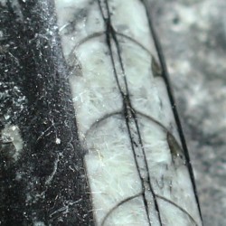 Orthoceras michelinoceras s.p. fosil