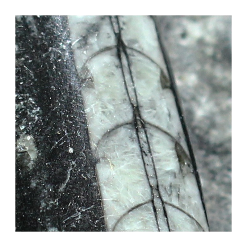 Orthoceras michelinoceras s.p. fosil