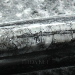 Orthoceras michelinoceras s.p. fosil