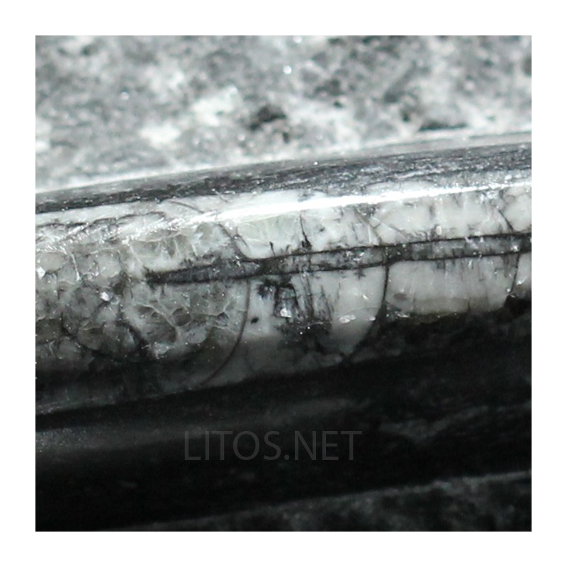 Orthoceras michelinoceras s.p. fosil