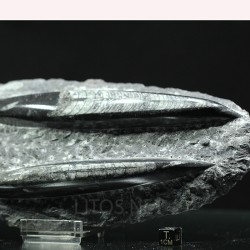 Orthoceras michelinoceras s.p. fosil