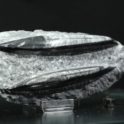 Orthoceras michelinoceras s.p. fosil