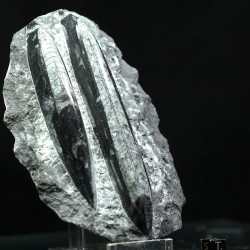 Orthoceras michelinoceras s.p. fosil