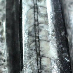 Orthoceras michelinoceras s.p. fosil