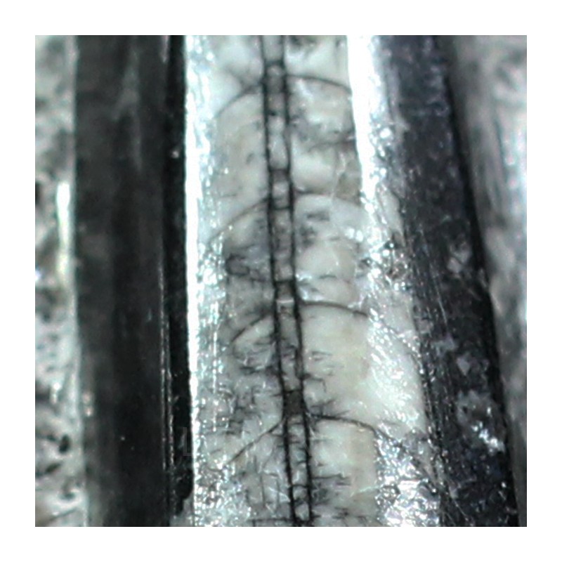 Orthoceras michelinoceras s.p. fosil