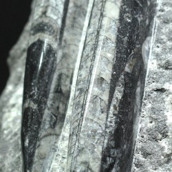 Orthoceras michelinoceras s.p. fosil