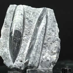 Orthoceras michelinoceras s.p. fosil