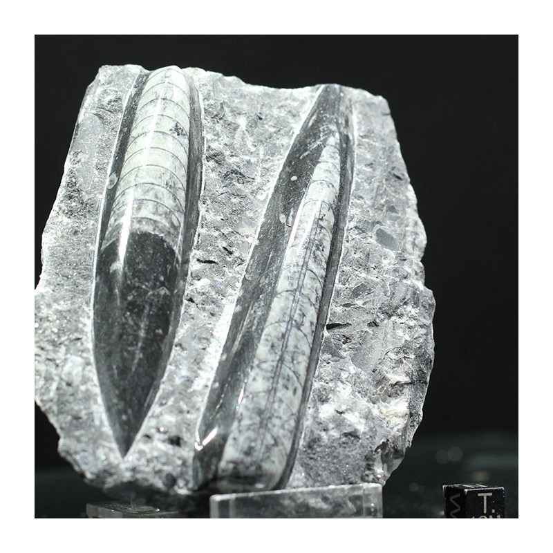 Orthoceras michelinoceras s.p. fosil