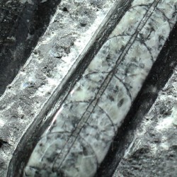Orthoceras michelinoceras s.p. fosil