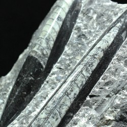 Orthoceras michelinoceras s.p. fosil