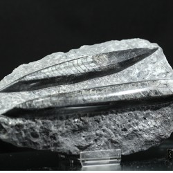 Orthoceras michelinoceras s.p. fosil