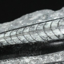 Orthoceras michelinoceras s.p. fosil